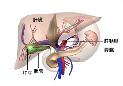 切除可能な癌と切除不可能な癌