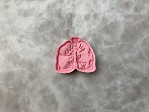 臓器の肺